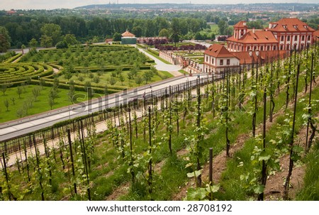 vineyard in Prague with view on Troja Castle