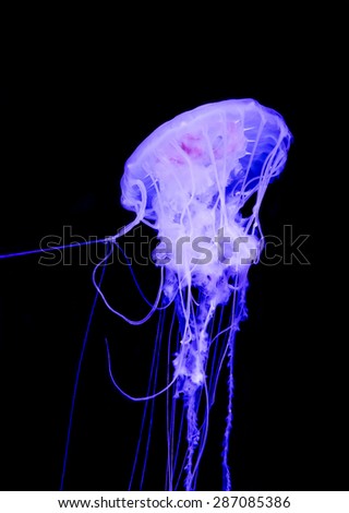 Purple glowing jellyfish isolated on black background