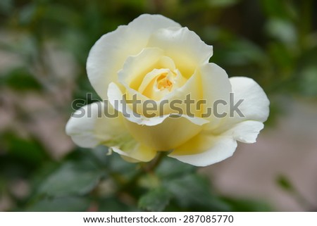 Blur yellow rose