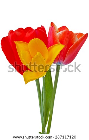 Three tulips isolated on white background.	
