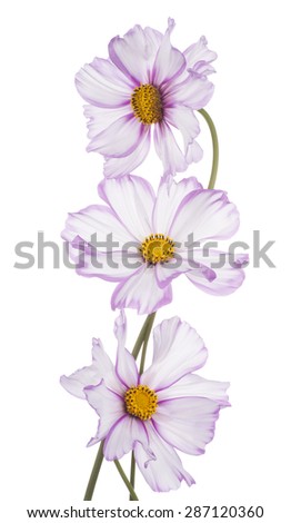Studio Shot of Fuchsia and White Colored Cosmos Flowers Isolated on White Background. Large Depth of Field (DOF). Macro.