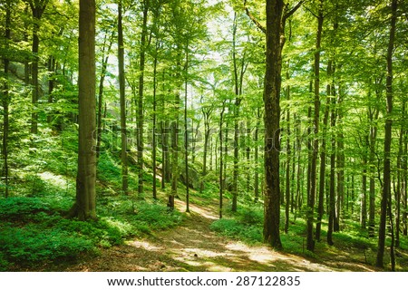 Forest trees. nature green wood sunlight backgrounds Royalty-Free Stock Photo #287122835