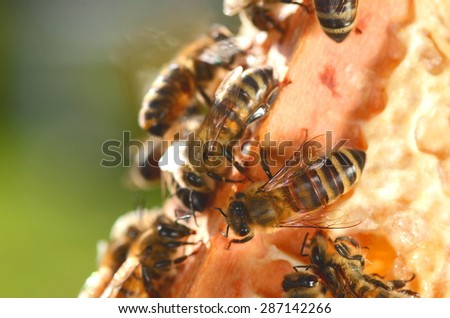 closeup of bees on honeycomb