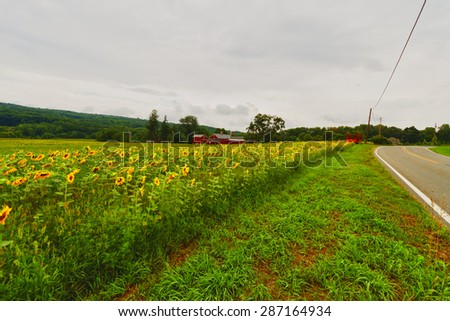 Farmland sunflower field
