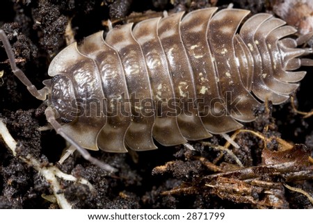 Closeup of pill bug