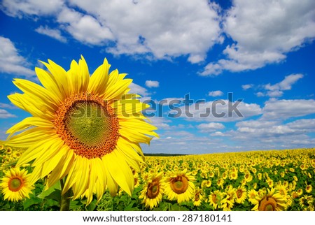 Yellow sunflowers growing in a field under a blue sky