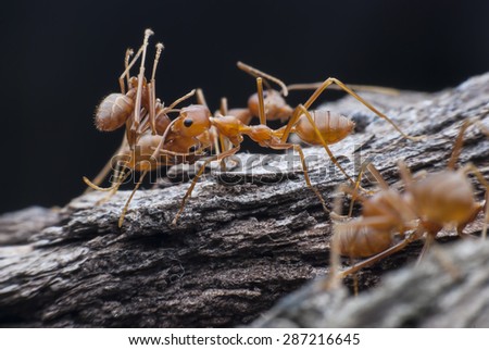 Red ant carrying food.