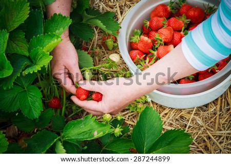 picking strawberries in field  Royalty-Free Stock Photo #287244899