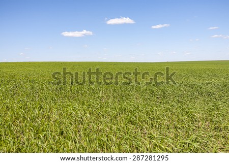The field under the blue sky