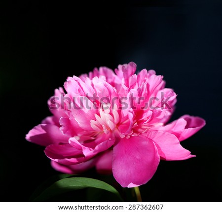bright beautiful photo flower of pink peony