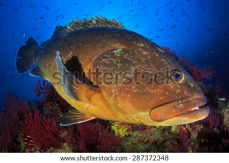 Big grouper of Medes islands Royalty-Free Stock Photo #287372348