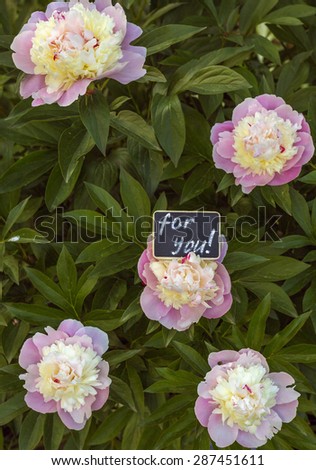 Image of beautiful pink peonies and sign "for you"