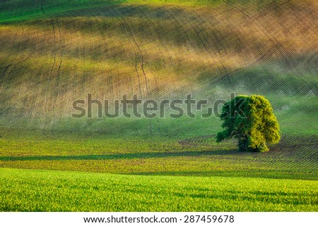 Lonely tree in rolling fields landscape of Moravia, Czech Republic