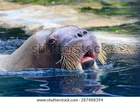 close up face of walrus floating in deep blue water 