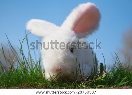 Toy Easter Bunny on the green grass and blue sky
