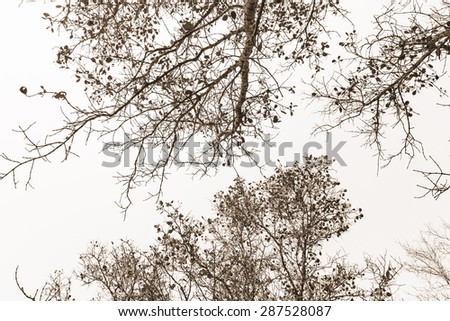 Branches of the tree.