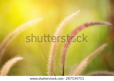 Natural grass flower close up. Vintage filter.