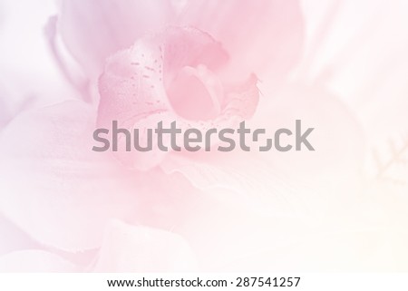 blurred artificial orchid flower in pastel color