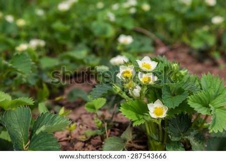 green bush with flowers in the garden strawberry. background outdoors