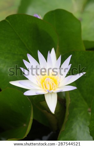 White lotus with bee at the pollen in Thailand.
