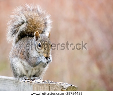 A grey squirrel perched on a post eating bird seed.