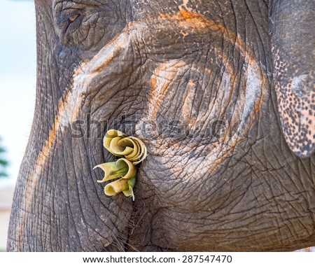 Close-up Asian Elephants eating