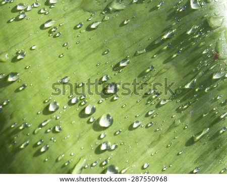 Water droplets on banana leaves
