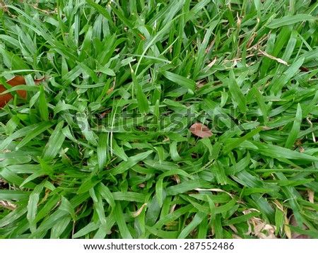 green grass lawn for background