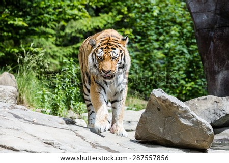 Tiger in Zoo Zurich, Switzerland