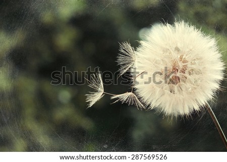 Dandelion in the field on a background of green grass