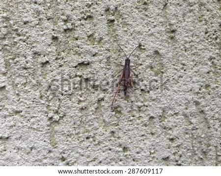 Horizontal picture of grasshopper on the grey wall