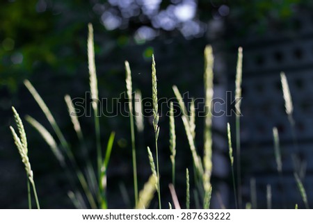 Spikelets of grass on a green with a blue phono