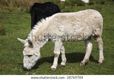donkey eating grass picture