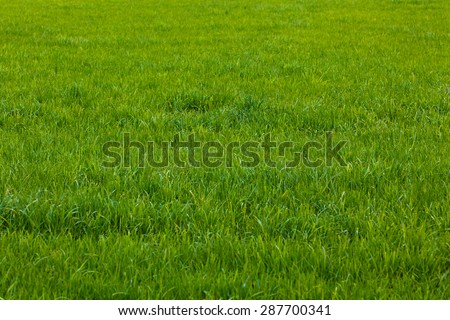 Background of a green grass.  Green grass texture Royalty-Free Stock Photo #287700341