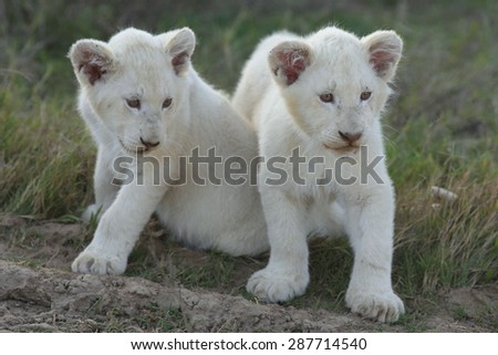 Two young baby white lion cubs in this image. South Africa