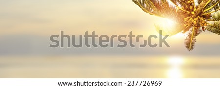 Shiny tropical landscape banner background. Coconut palm tree over blurry ocean. Panoramic view.