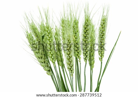 green ears of wheat on a white background