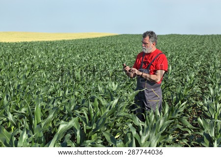 Farmer  inspect quality of corn using phone or tablet