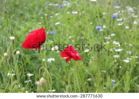 Wild Flowers in Meadow, Yorkshire, England.
