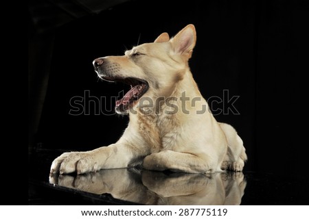 German shepherd lying in a dark studio