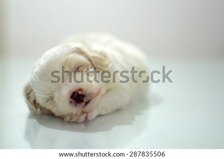 Maltese puppy at the age of three weeks