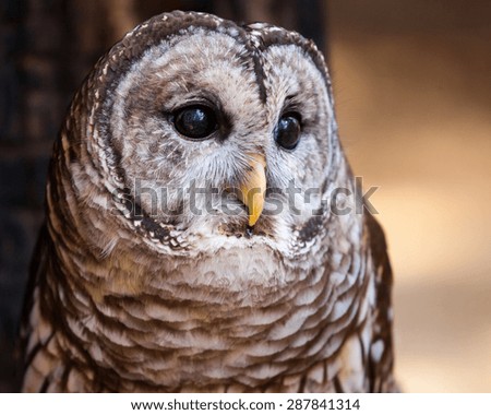 A potrait of a barred owl.