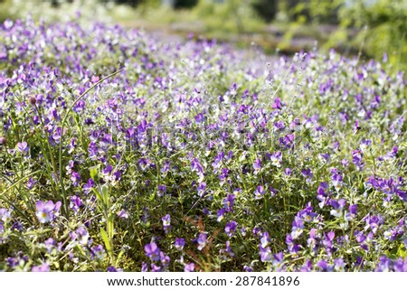 Field of violets