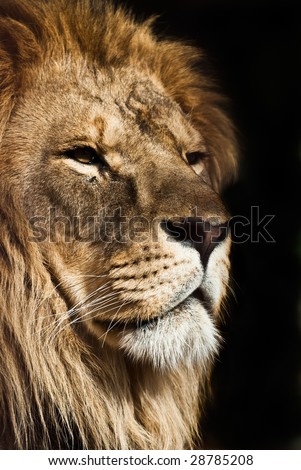 picture of lion of high-res with an artistic background