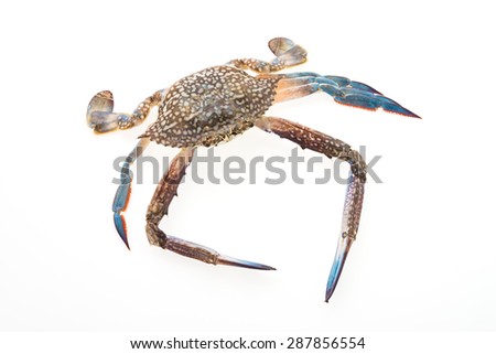 Raw crab isolated on white background