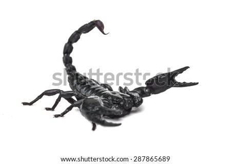 black scorpion isolated