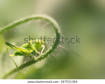 Meadow Grasshopper - closeup photo.