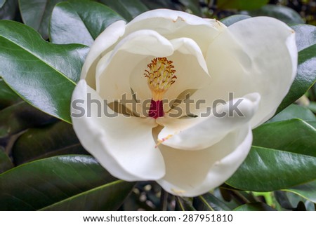 open white flower in the leaves close-up