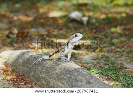 Iguana,Lizard,dragon (Butterfly lizard, Small-scaled lizard, Ground lizard)
