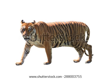 close up face of bengal tiger isolated white background